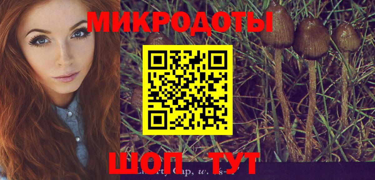 Псилоцибиновые грибы Psilocybe Тайшет